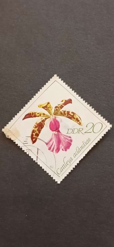 DDR 1968 ORCHIDS