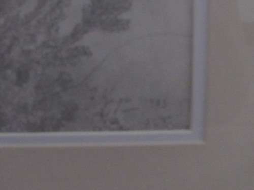 Krige - Pencil drawing of blue gum trees