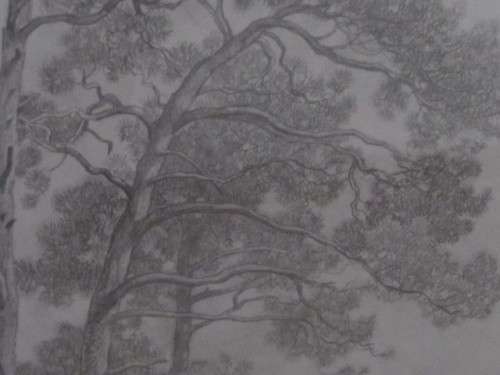 Krige - Pencil drawing of blue gum trees