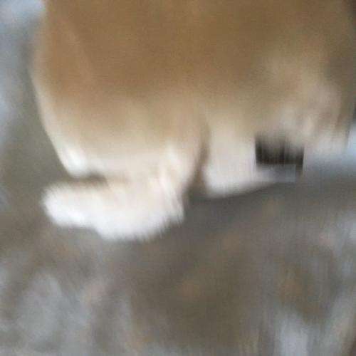 Furby - Hasbro +-23cm