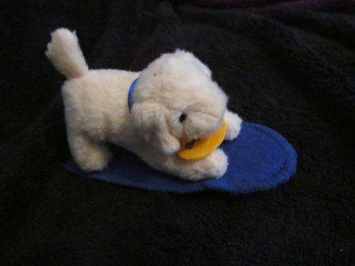 Baby Soft Puppy on a surf Board