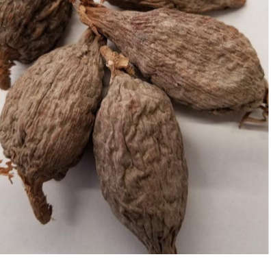 Alligator pepper