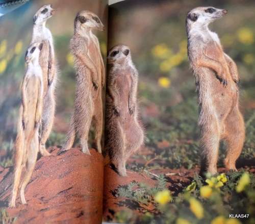South Africa - Michael Poliza & Friends - Paperback