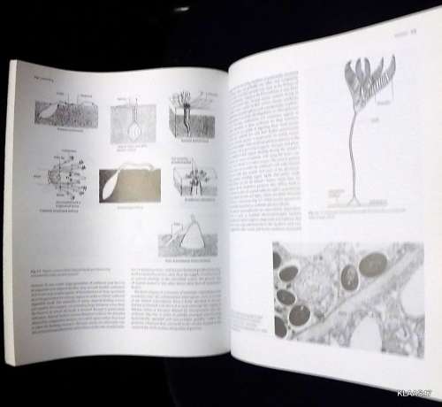 The Invertebrates: A Synthesis - R S K Barnes, P Calow, P J W Olive, D W Golding and J I Spicer