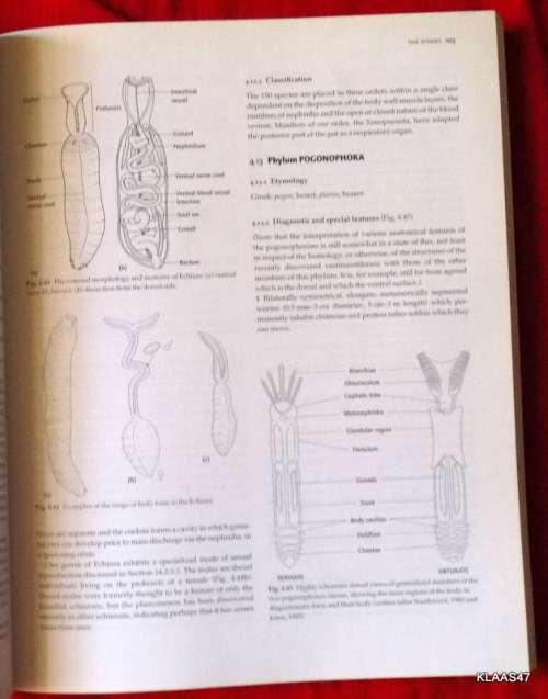 The Invertebrates: A Synthesis - R S K Barnes, P Calow, P J W Olive, D W Golding and J I Spicer