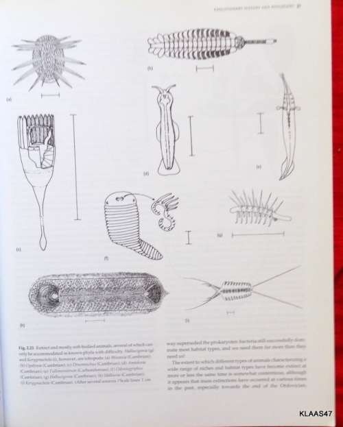The Invertebrates: A Synthesis - R S K Barnes, P Calow, P J W Olive, D W Golding and J I Spicer