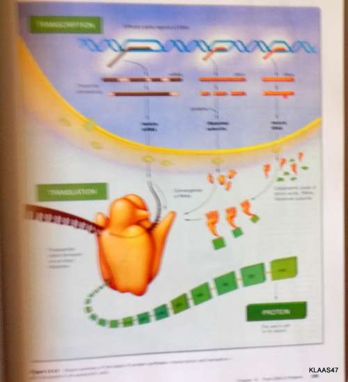 Biology - The Unity and Diversity of Life - Starr and Taggart - Hardcover, 8th edition