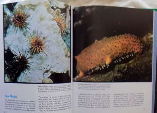 The Ocean World Of Jacques Cousteau - Volume 5: The Art of Motion - Hardcover 1975