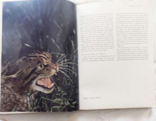 Cats of the World - Armand Denis - Hardcover 1964