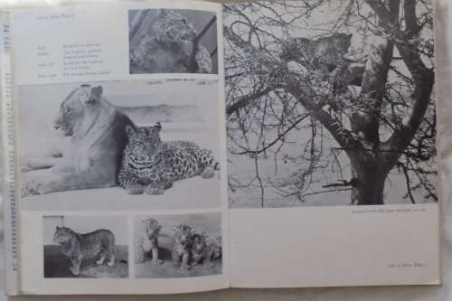 Cats of the World - Armand Denis - Hardcover 1964