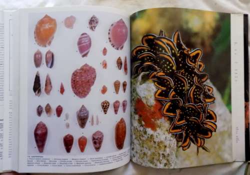 The Living Shores of southern Africa (Branch, Branch, George) hardcover 1981