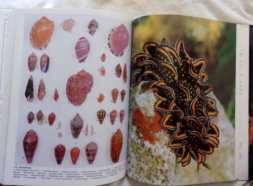The Living Shores of southern Africa (Branch, Branch, George) hardcover 1981