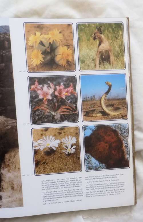 South African Mosaic - T C Robertson - Hardcover 1978