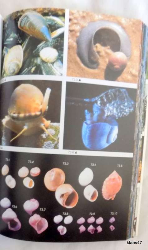 TWO OCEANS A GUIDE TO THE MARINE LIFE OF SOUTHERN AFRICA  paperback 1994