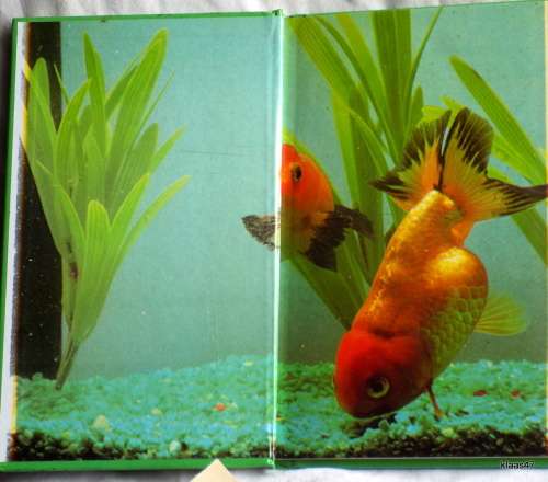 Goldfish Beginner`s Guide - Anmarie Barrie - Hardcover 1986