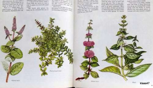 A Modern HERBAL How to grow, cook, and use herbs - Violet Stevenson - Hardcover 1974