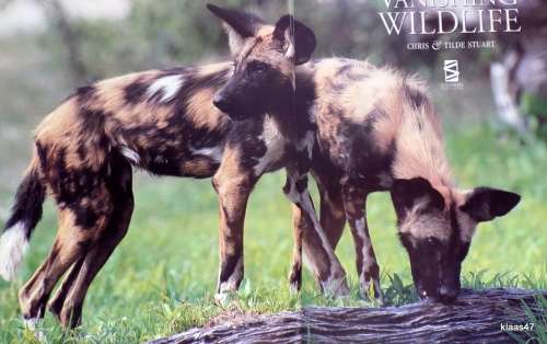 Africa`s Vanishing Wildlife - Chris & Tilde Stuart - Hardcover
