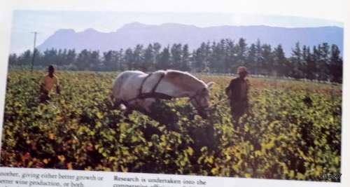 Estate wines of Southern Africa - Graham Knox - Hardcover 1976