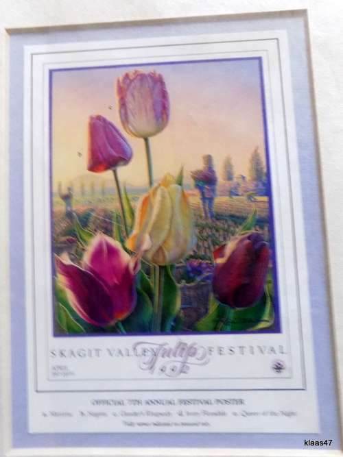 Tulip Trilogy Series 3 Prints Mounted Not Framed Signed L Galen Larson