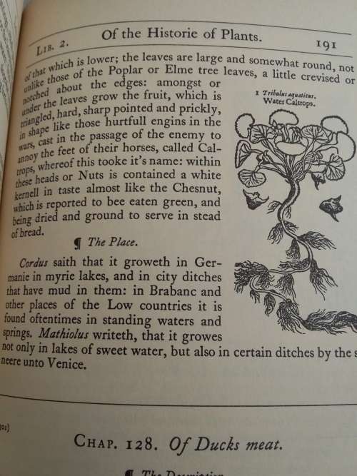 GERARD'S HERBAL (THE HISTORY OF PLANTS) WITH DESCRIPTION, ORIGIN, LOCATION ETC OF APPROX 200 HERB