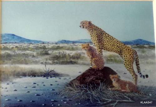CHEETAH and CUBS : R CURWEN : 57/100 : FRAMED