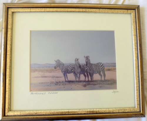 BURCHELLS ZEBRA : R CURWEN : 54/100 : FRAMED