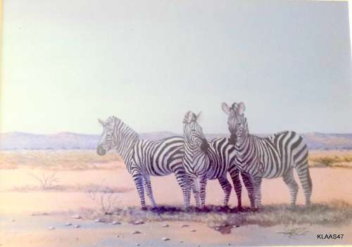 BURCHELLS ZEBRA : R CURWEN : 54/100 : FRAMED
