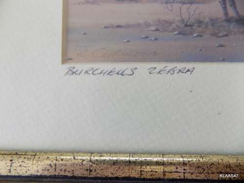 BURCHELLS ZEBRA : R CURWEN : 54/100 : FRAMED