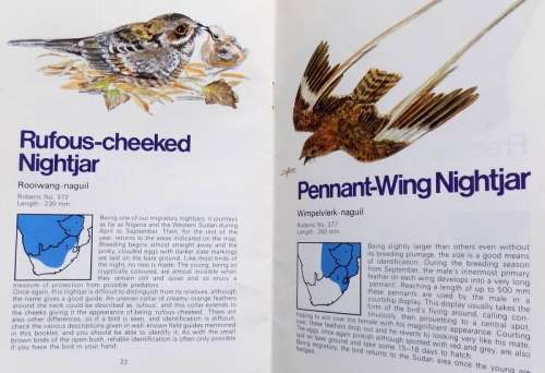 Know you Night Birds  (Caltex Know your Birds Series) A pocket guide (Paperback)