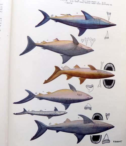 The Sea Fishes of Southern Africa - J L B Smith - Hardcover (Revised Enlarged Edition 1953)