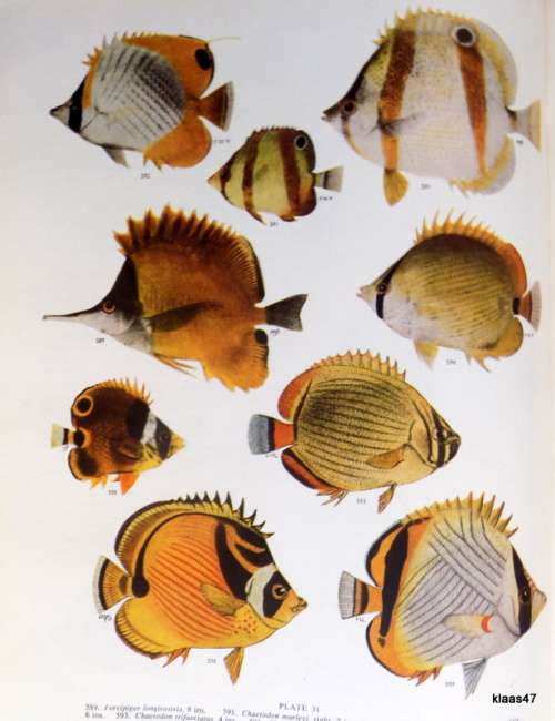 The Sea Fishes of Southern Africa - J L B Smith - Hardcover (Revised Enlarged Edition 1953)
