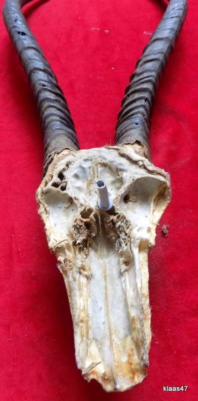 Springbok horns and skull plate  outer curve from skull to tip Springbok horns