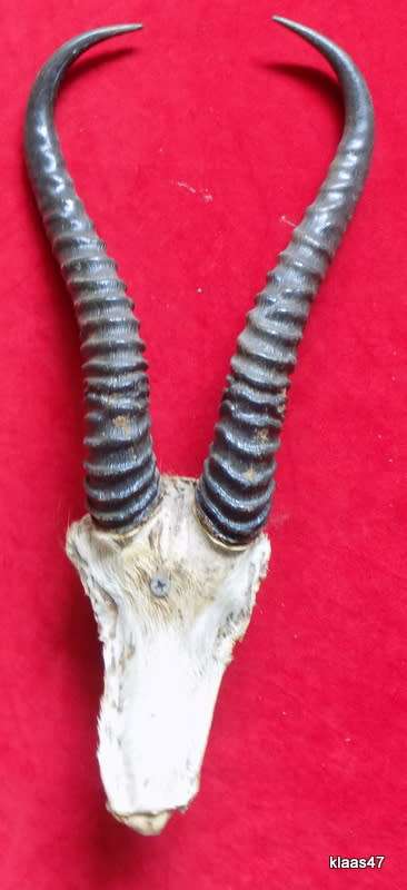 Springbok horns and skull plate  outer curve from skull to tip Springbok horns