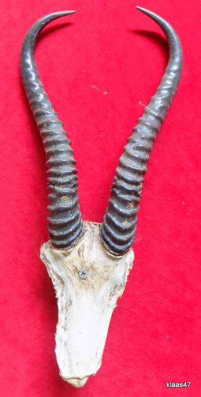 Springbok horns and skull plate  outer curve from skull to tip Springbok horns