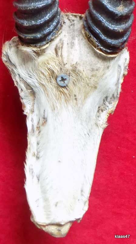 Springbok horns and skull plate  outer curve from skull to tip Springbok horns