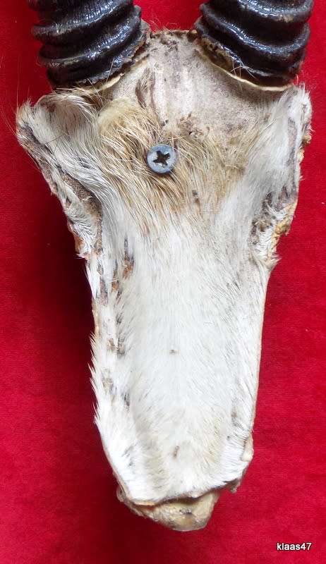 Springbok horns and skull plate  outer curve from skull to tip Springbok horns