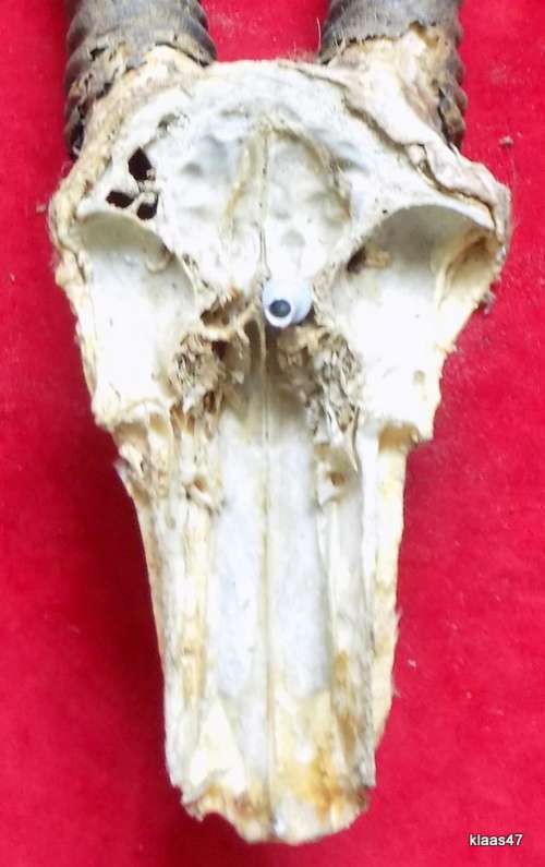 Springbok horns and skull plate  outer curve from skull to tip Springbok horns