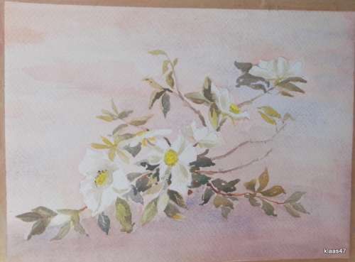 Unframed Unsigned Watercolour of Spray of flowers