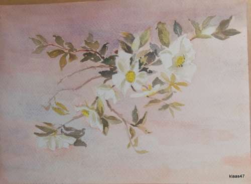 Unframed Unsigned Watercolour of Spray of flowers