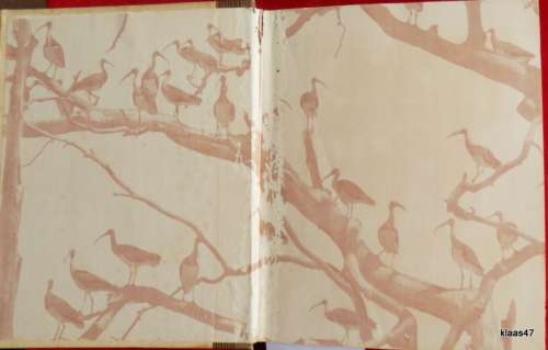 Our South African Birds - United Tobacco Co - Cigarette Card Album