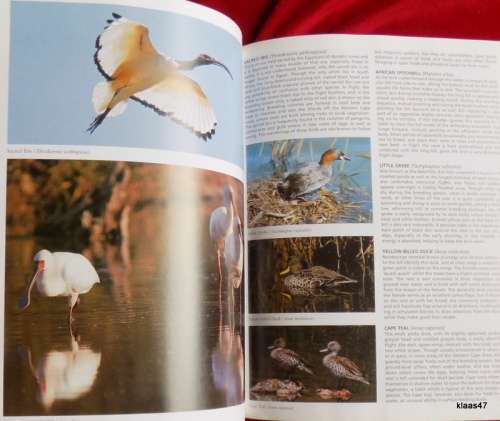 Everyone`s Guide to Birds of South Africa - Ian Sinclair and John Mendelsohn - Paperback