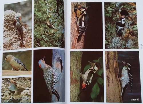 The Dictionary of Birds n Colour - Bruce Campbell - Hardcover