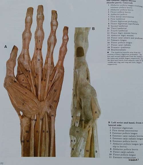 A Colour Atlas of Human Anatomy - R.M.H. Mc Minn and R.T. Hutchings - Hardcover