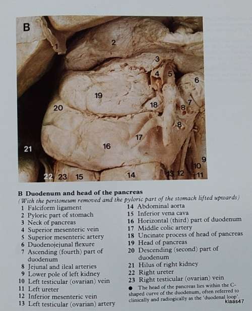 A Colour Atlas of Human Anatomy - R.M.H. Mc Minn and R.T. Hutchings - Hardcover