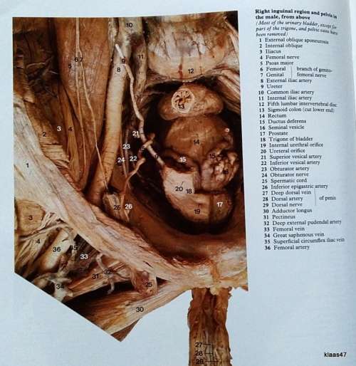 A Colour Atlas of Human Anatomy - R.M.H. Mc Minn and R.T. Hutchings - Hardcover