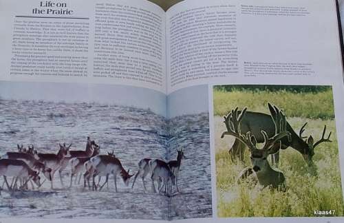 World of Wildlife - Anthony and Jacqueline Nayman - Hardcover