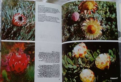 Pride of South Africa - Proteas - Frank Rousseau - Purnell 1973