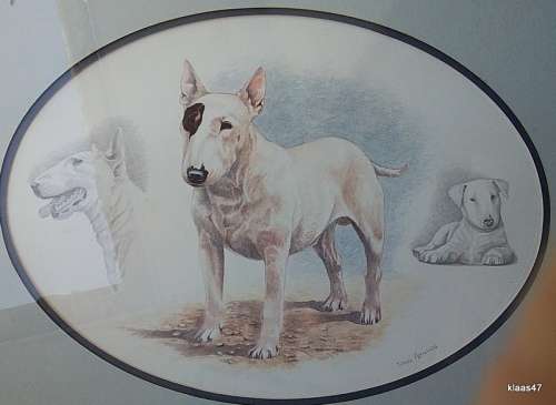 Framed Print of Bull Terrier by Nigel Hemming