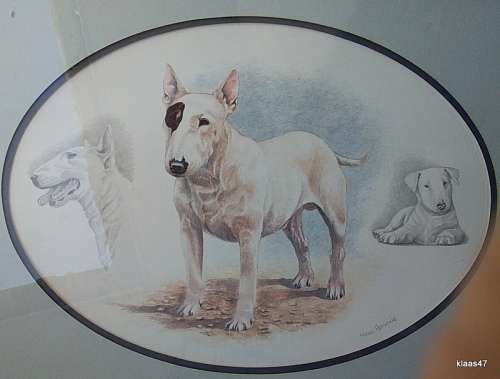 Framed Print of Bull Terrier by Nigel Hemming