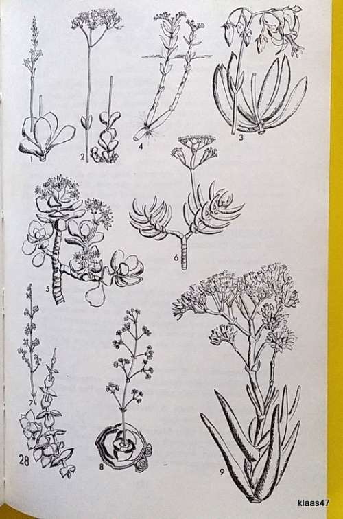 Eastern Cape Veld Flowers - Eily Gledhill - Paperback
